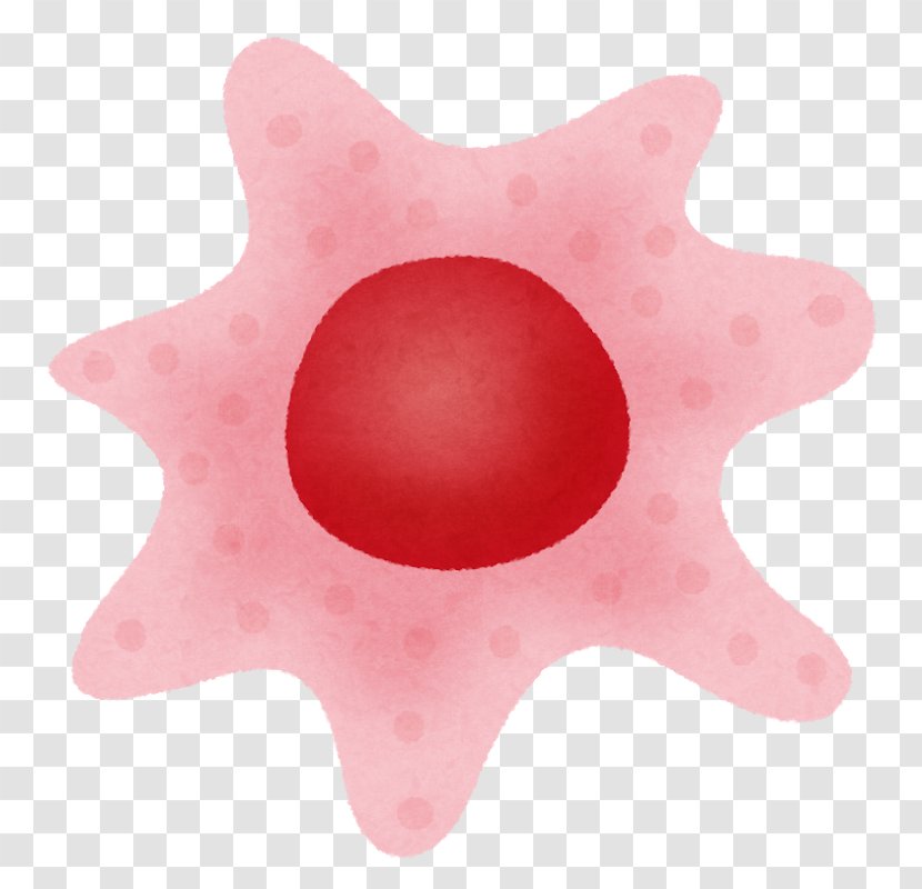 Somatic Cell Germ Reproduction - Body Transparent PNG