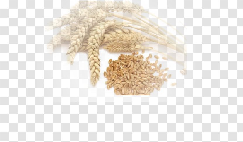 Common Wheat Durum Crop Agriculture Cereal - Maize - Stone Mill Transparent PNG