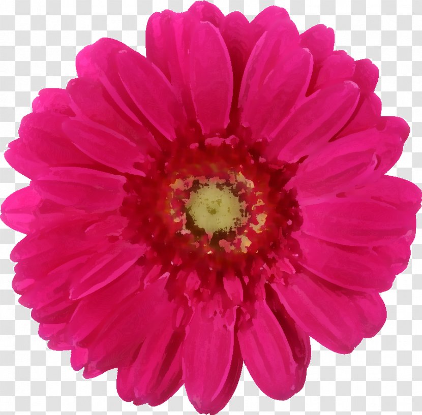Transvaal Daisy Family Pink Rose Common - Flowers Real Transparent PNG
