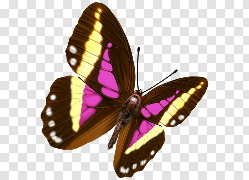 Butterfly Transparency And Translucency - Brush Footed - Colorful Transparent PNG