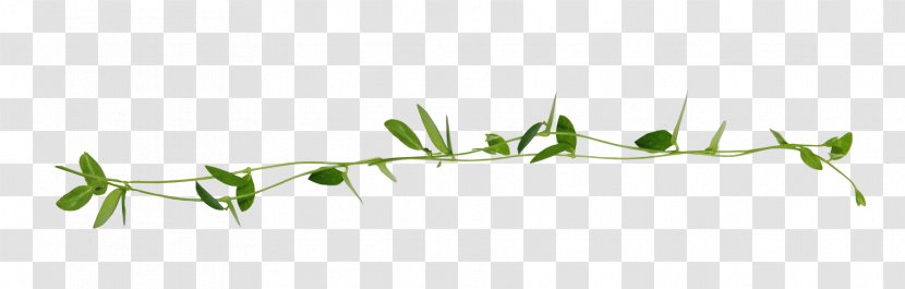 Twig Grasses Plant Stem Leaf Line Art - Branch - Garland Design Transparent PNG