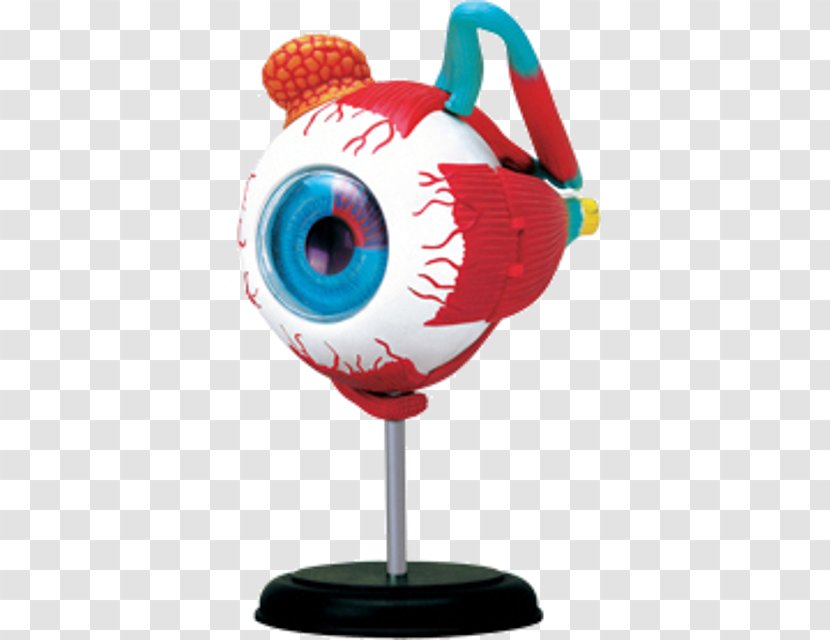 Human Anatomy Eye 人体模型 - Dimension Transparent PNG