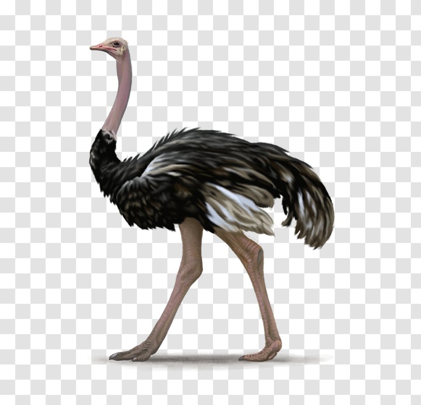 Bird Emu Ratite Clip Art Transparent PNG