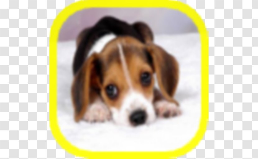 Beagle Puppy Borzoi Rottweiler Golden Retriever - Dog Transparent PNG