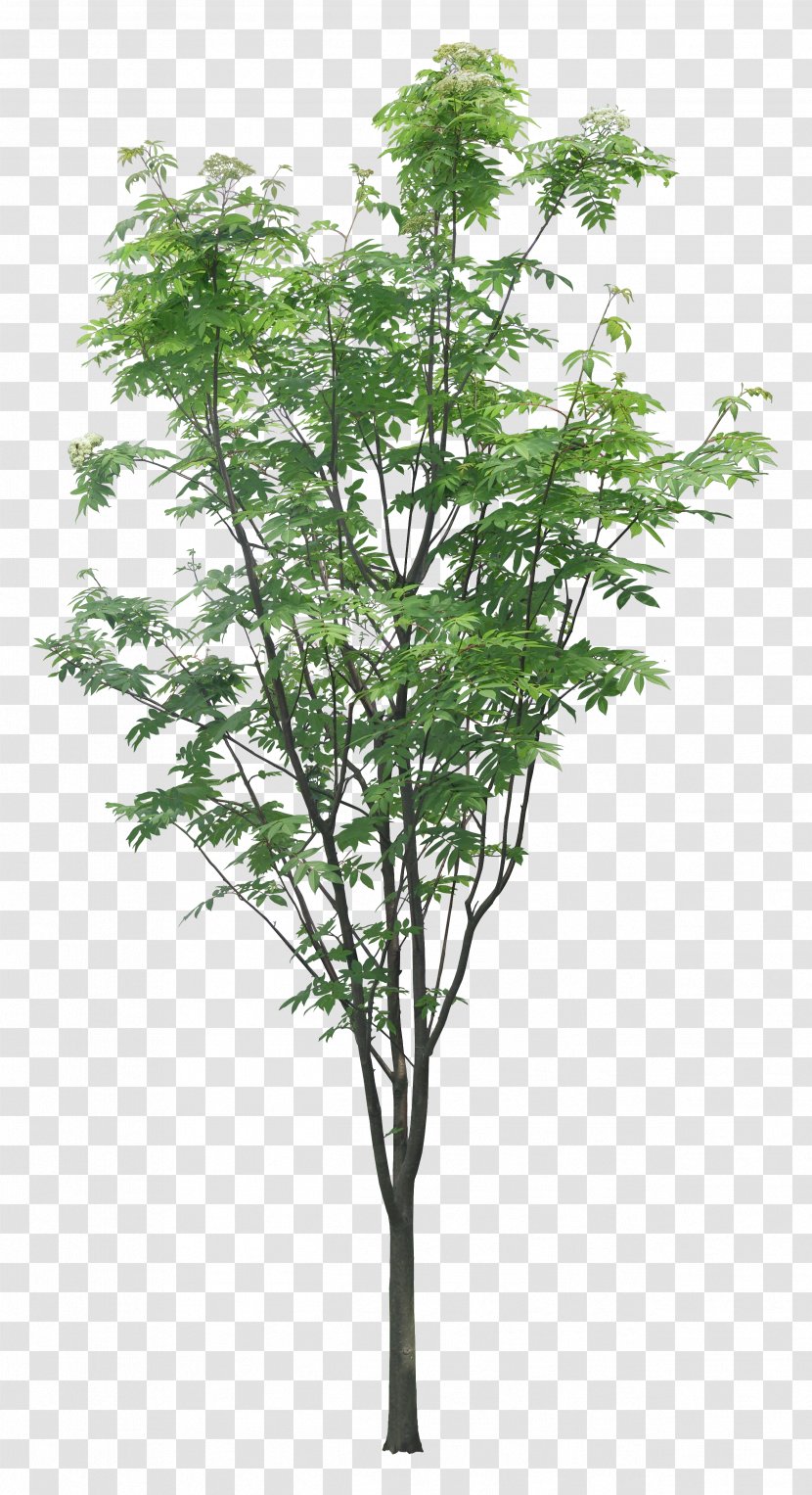 Tree Layers Branch - Flowerpot - Luxuriant Trees Transparent PNG