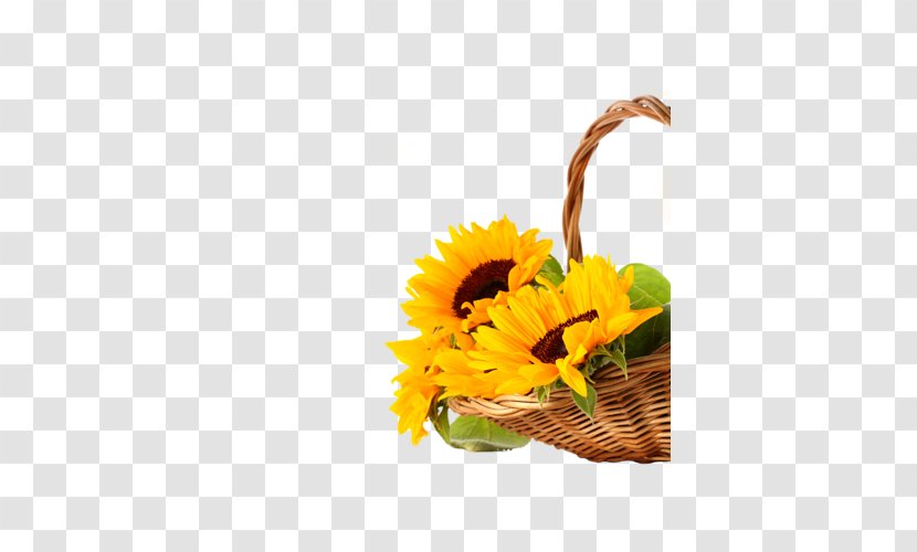 Desktop Wallpaper Common Sunflower High-definition Television 1080p Video - Flowering Plant - Flowerpot Transparent PNG