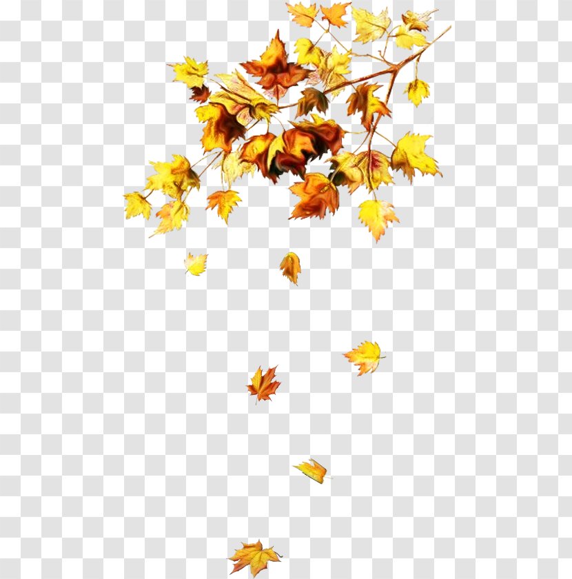 Watercolor Floral Background - Flora - Maple Wildflower Transparent PNG