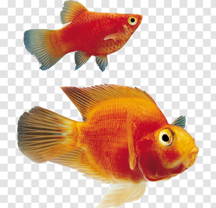 Goldfish Ornamental Fish Clip Art - Tail Transparent PNG