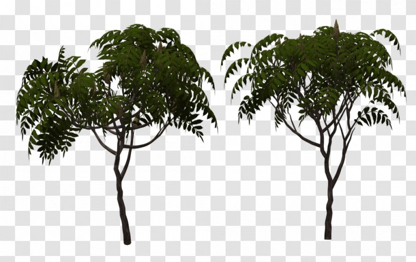 Arecaceae Leaf Tree Branching - Arecales Transparent PNG