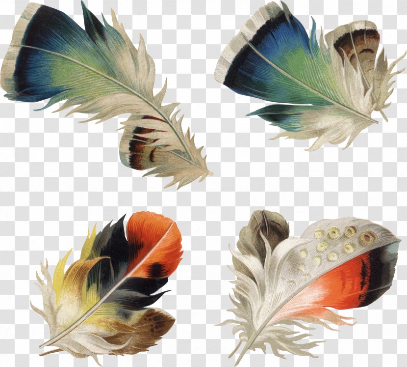 Feather Photography Clip Art - Royaltyfree - Hand-painted Feathers Transparent PNG