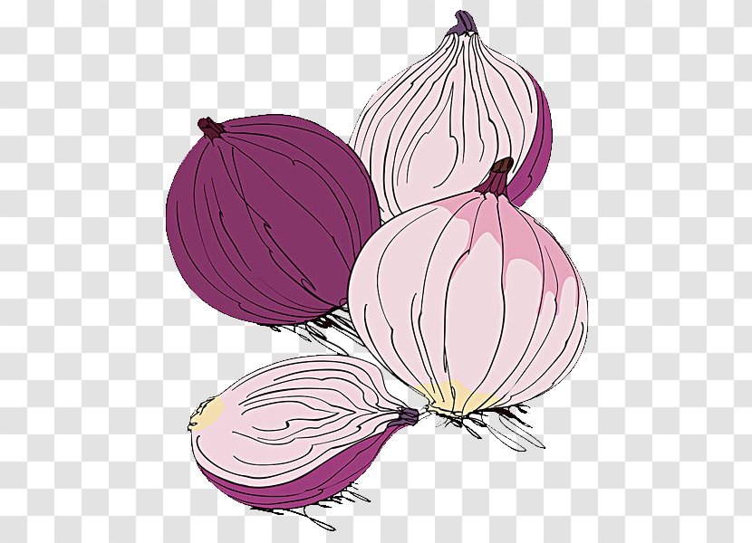 Red Onion Potato Vegetable Illustration - Drawing Transparent PNG