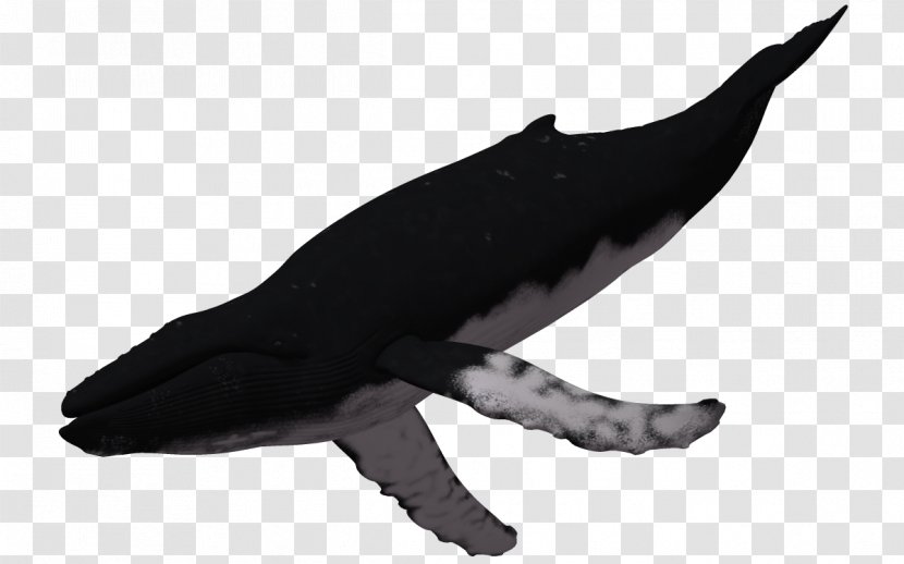 Humpback Whale 3D Computer Graphics - 3d Animals Transparent PNG