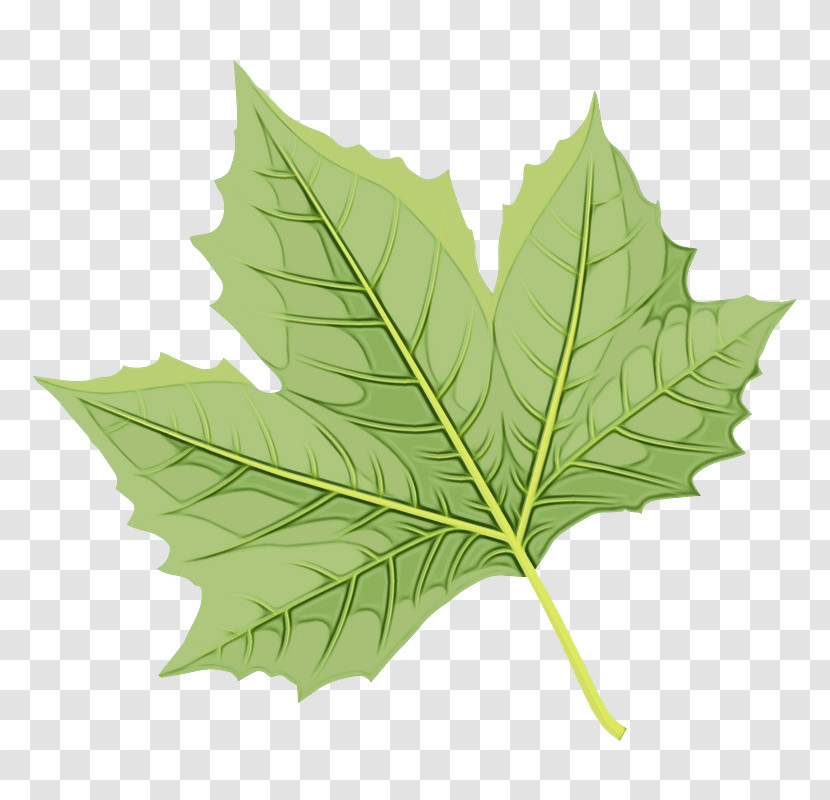 Leaf Maple Leaf / M Plane Trees Plane Tree Family Science Transparent PNG