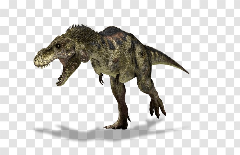 Tyrannosaurus Albertosaurus Triceratops Dinosaur Ornithomimus - Velociraptor Transparent PNG