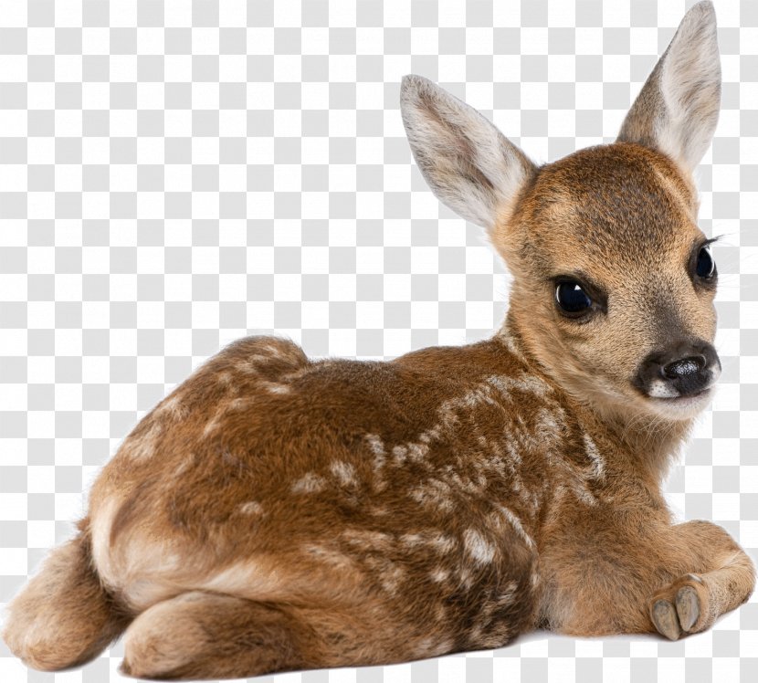 Roe Deer White-tailed Desktop Wallpaper Dog Transparent PNG