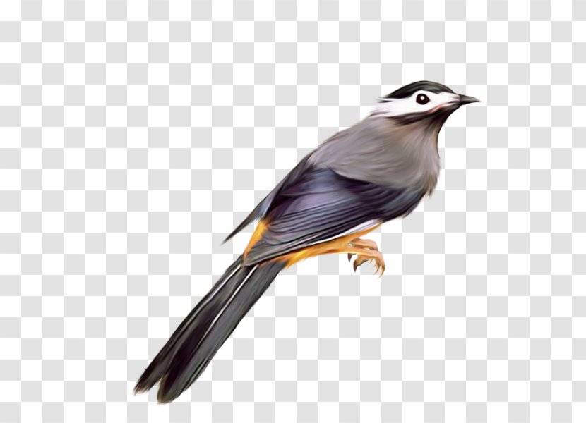 Bird Clip Art - Monster Transparent PNG