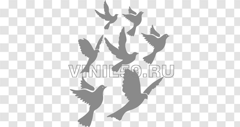 Bird Flight Columbidae Clip Art - Domestic Pigeon Transparent PNG