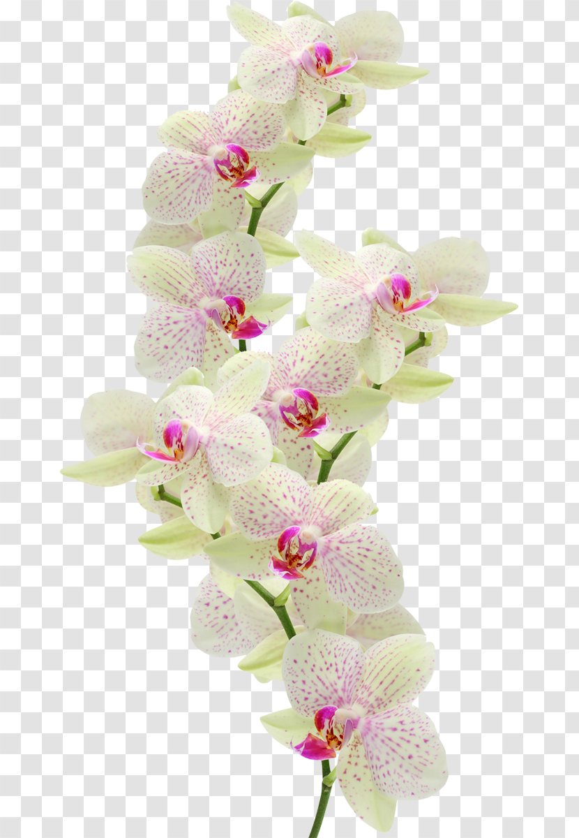 Moth Orchids Flower Dash Atan, Maragheh - Flowering Plant - Lilly Transparent PNG