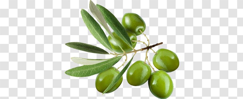 Olive Leaf Oil Stock Photography Extract - Depositphotos - Green Olives Transparent PNG