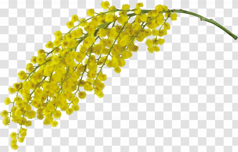 Mimosa Pudica Acacia Dealbata Flower Clip Art Transparent PNG