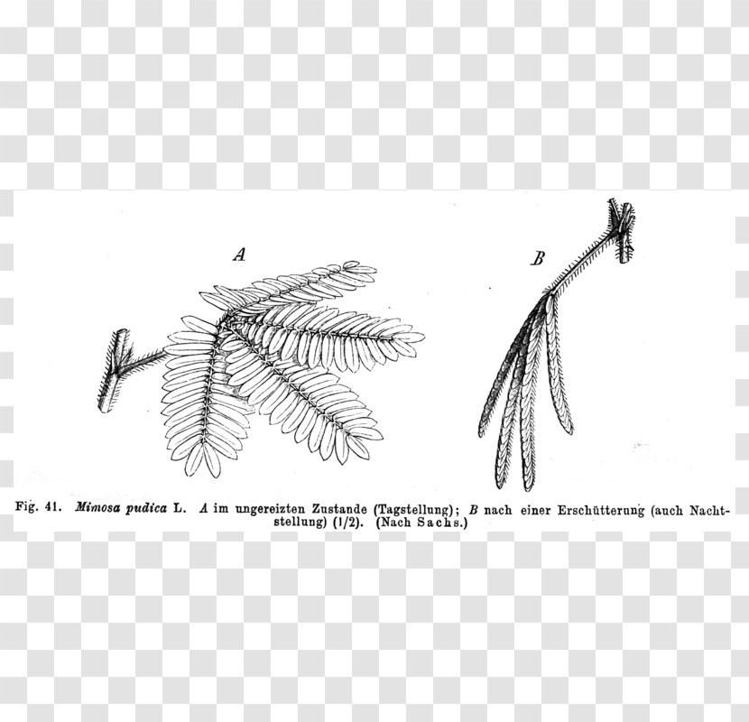 Mimosa Pudica Plant Acacia Dealbata Chronobiology Nyctinasty - Monochrome Transparent PNG