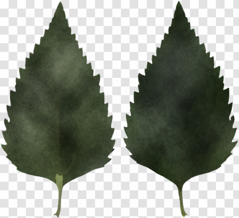 Banana Leaf Transparent PNG