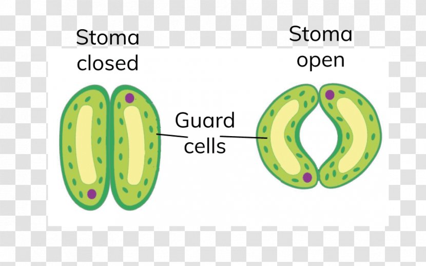 Stoma Guard Cell Plant Leaf - Drawing Transparent PNG