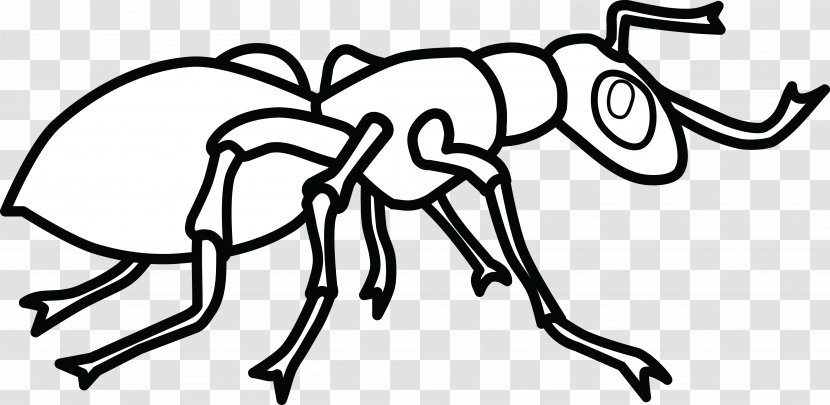 Ant Colony Coloring Book Hey, Little Child - Organism - Ants Transparent PNG