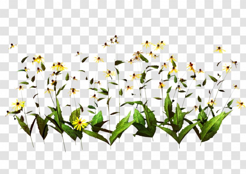 Petal Cut Flowers Clip Art - Grass - Plant Transparent PNG