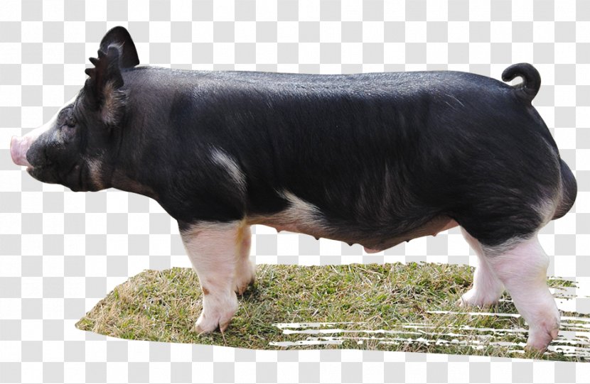 Berkshire Pig Livestock Mammal Cattle Drinking Class - Like - Boar Transparent PNG