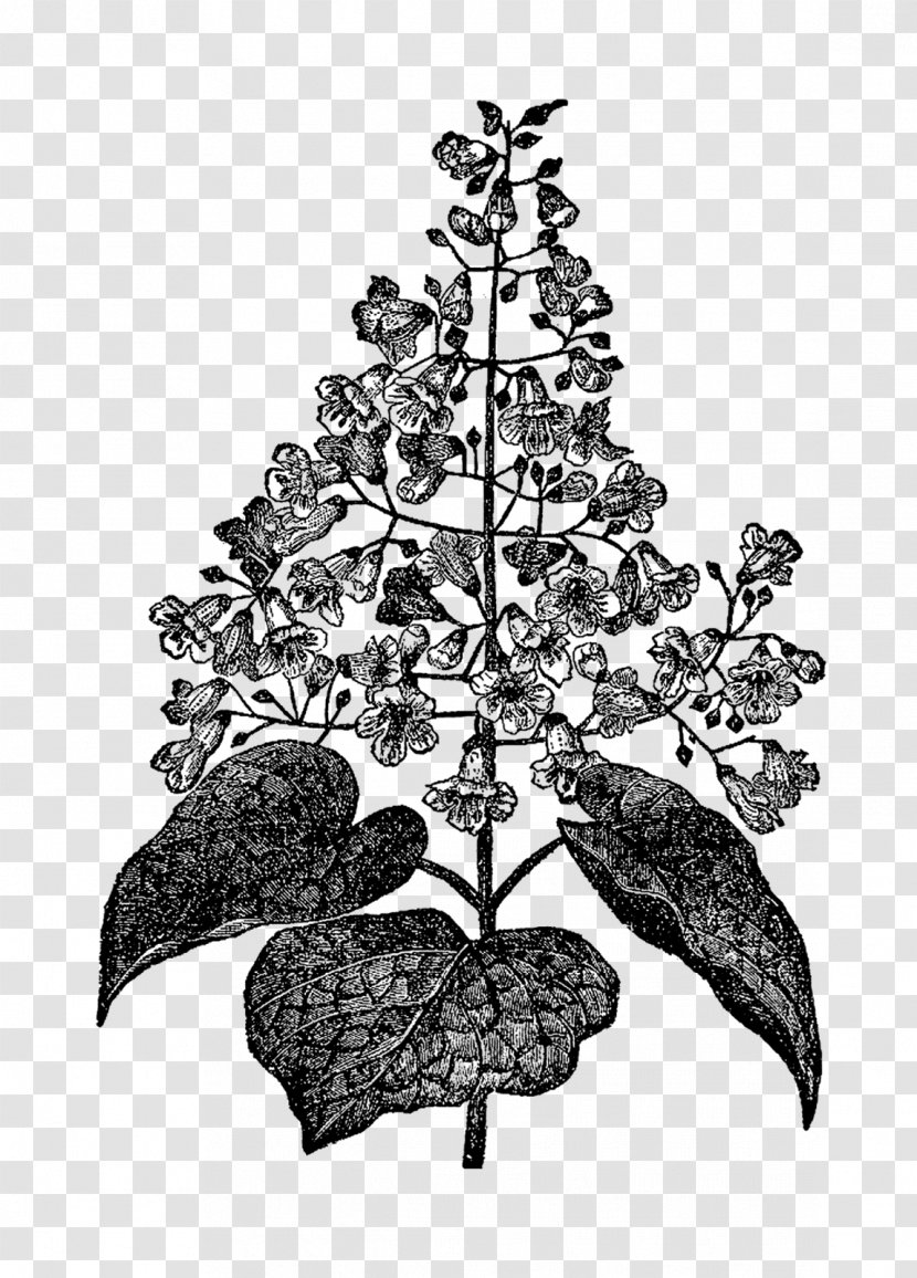 Black And White Botany Botanical Illustration - Christmas Decoration - Tree Transparent PNG