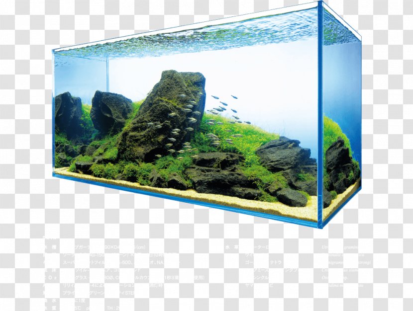Aquarium Lighting Aquatic Plants Aquascaping Aquariums - Plant - Decor Transparent PNG