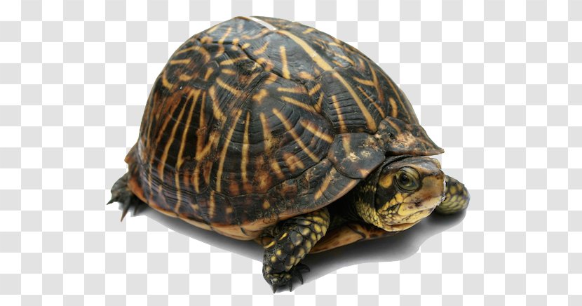 Florida Box Turtle Soup Sea Tortoise Transparent PNG