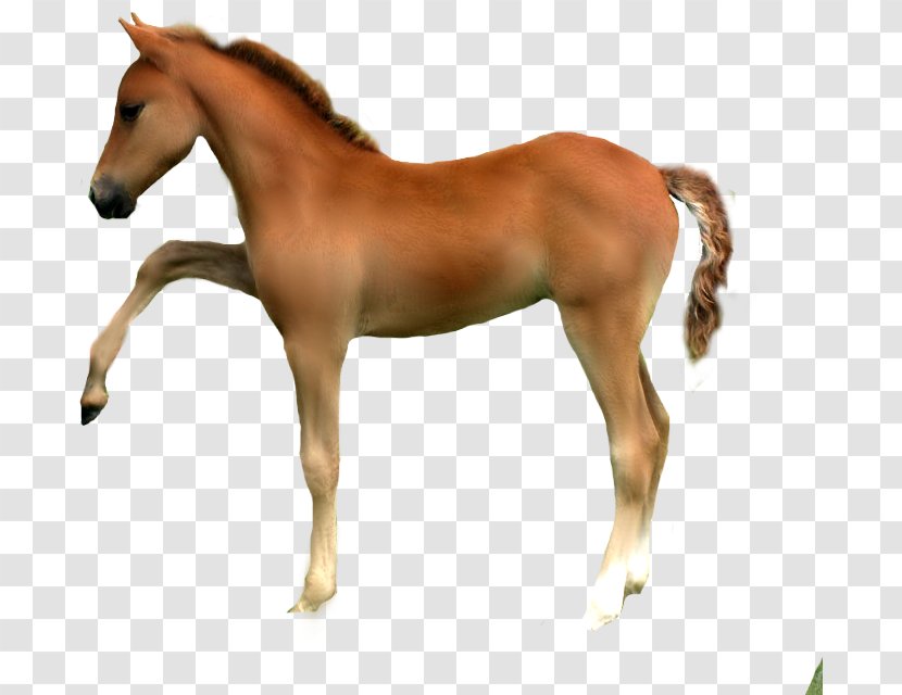 Horse Animal Figure Sorrel Foal Mare - Mane - Stallion Colt Transparent PNG