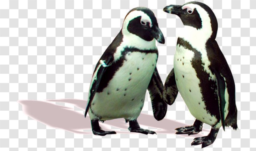 Penguin Fauna Beak Transparent PNG