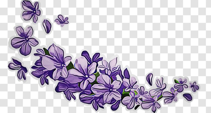 Lavender - Flowering Plant - Violet Family Transparent PNG