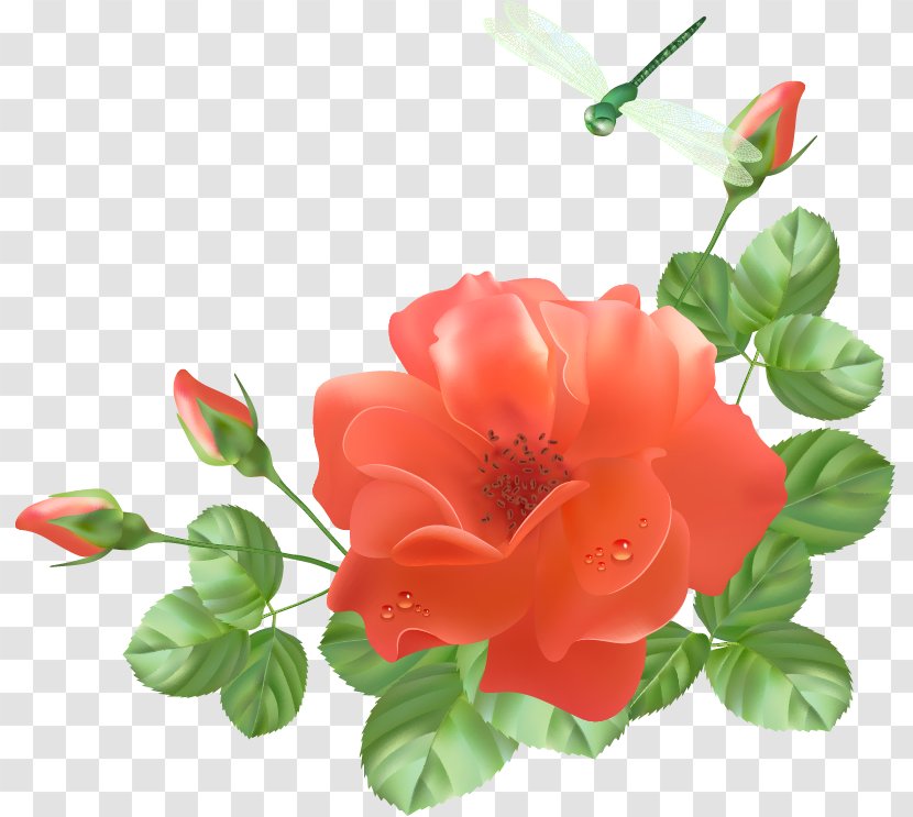 Garden Roses Flower - Rose Family Transparent PNG