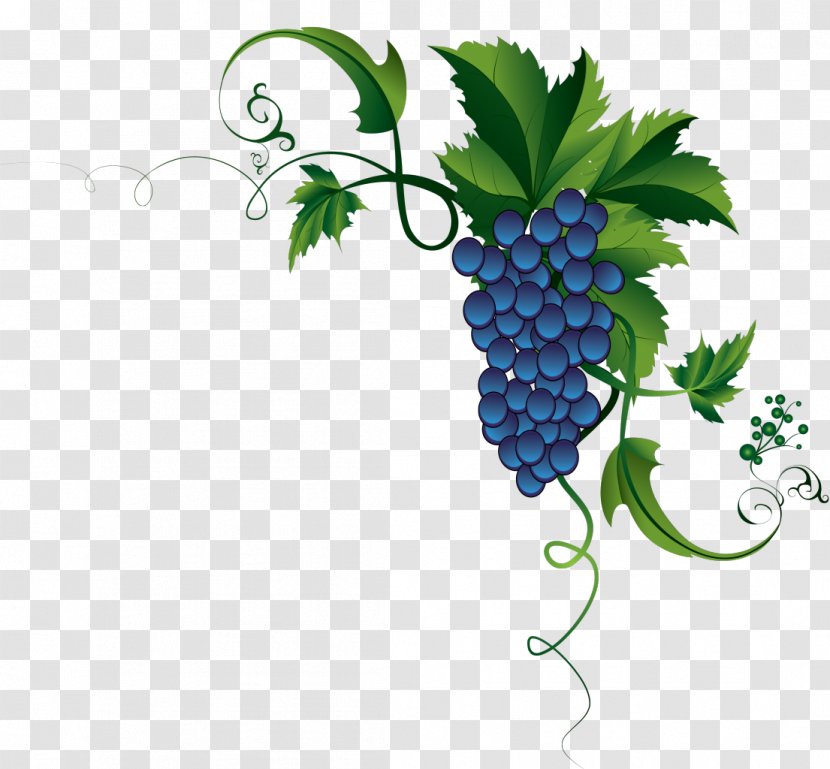 Grape Leaves Common Vine - Grapevine Family - Grapes Transparent PNG
