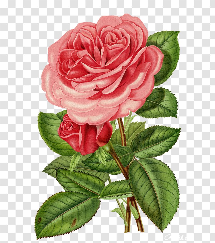 Printing Flower Roses In A Bowl Rose Garden Centifolia - Pink Transparent PNG