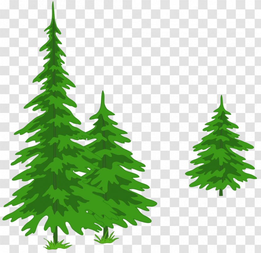 Spruce Fir Pine Tree - Christmas Transparent PNG