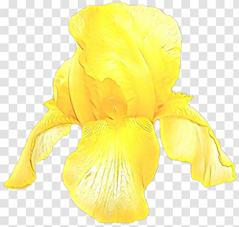 Yellow Flower Petal Plant Iris - Flowering Family Transparent PNG