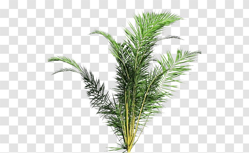 Clip Art Fir Pine Spruce - Herb - Vascular Plant Transparent PNG
