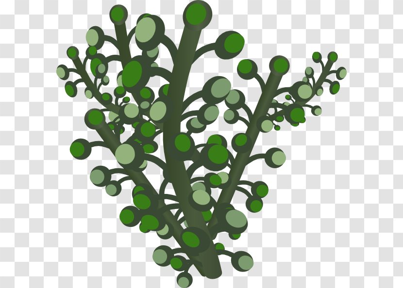 Clip Art - Plant Stem - Leaf Transparent PNG