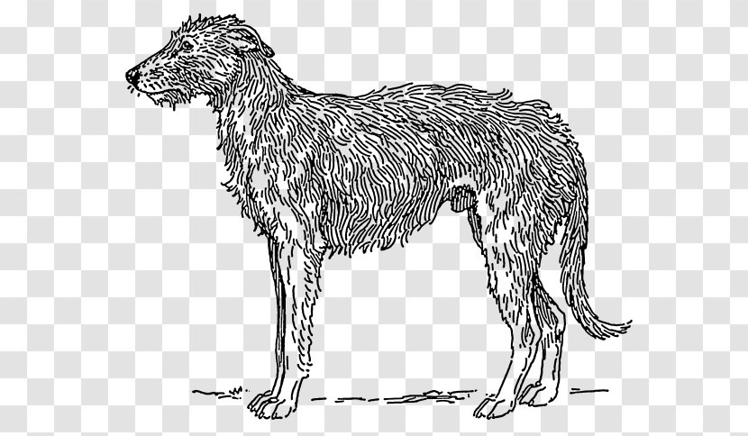 Scottish Deerhound Irish Wolfhound Borzoi American Staghound Australian - Bichon Frise Transparent PNG