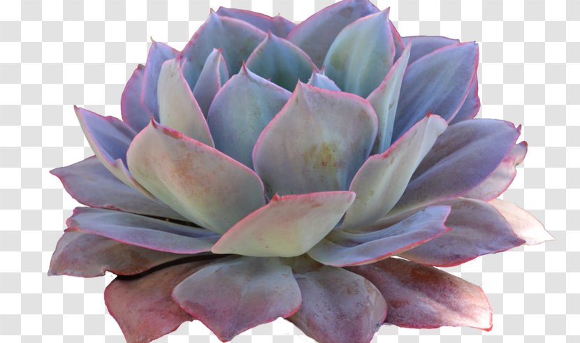 Succulent Plant Clip Art Cactus Echeveria Elegans - Terrestrial - Bush Texture Alpha Transparent PNG