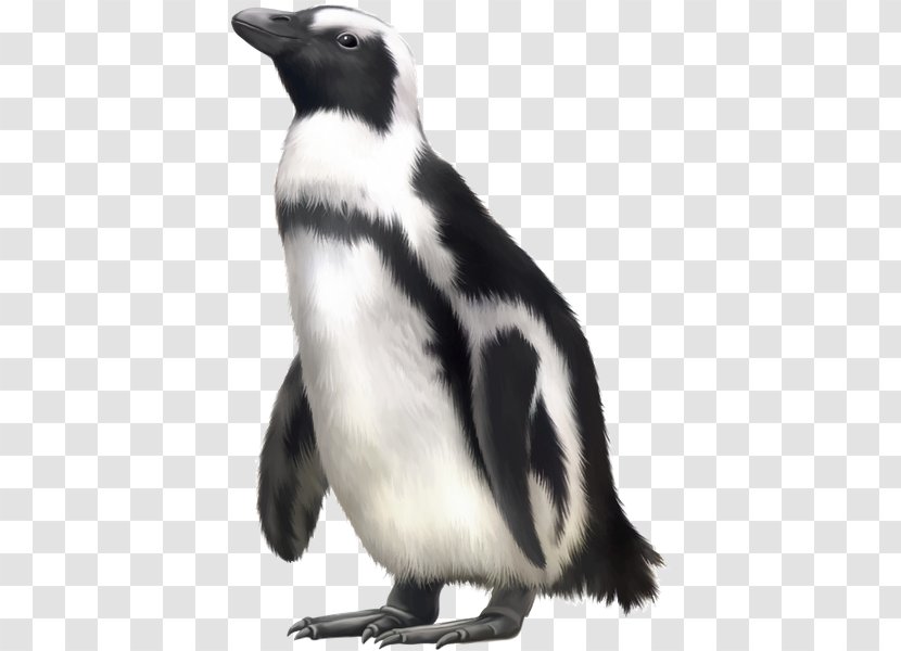 Penguin Harbor Seal - Black And White Transparent PNG