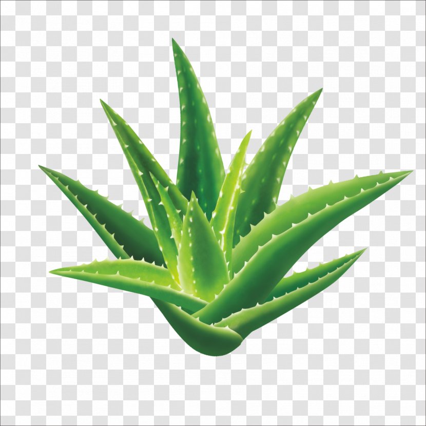 Aloe Vera Aloin Gel Seed Extract - Sansevieria Cylindrica Transparent PNG