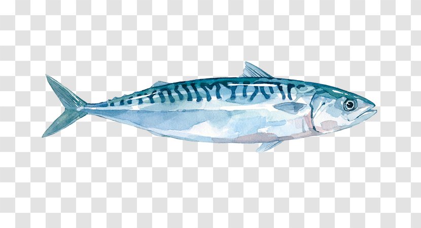 Painting Cartoon - Oily Fish - Herring Thunnus Transparent PNG