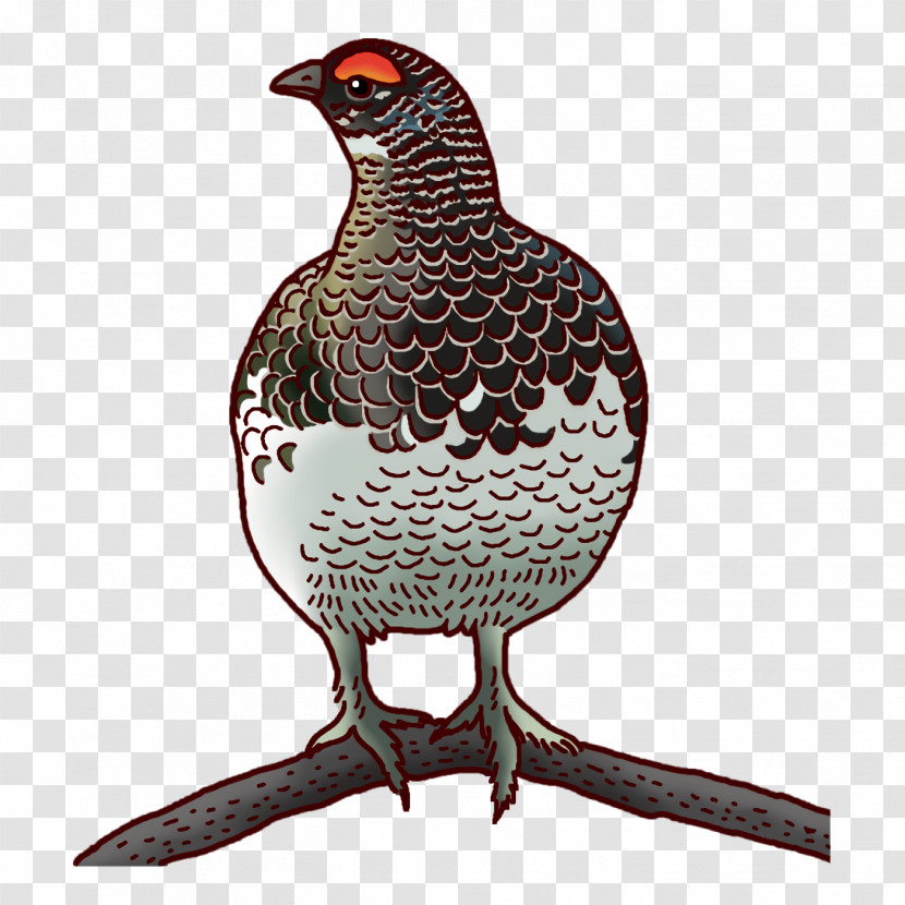 Beak Chicken Transparent PNG