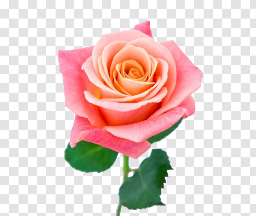 Miss Piggy Garden Roses Hybrid Tea Rose Flower Cultivar - Pink Transparent PNG